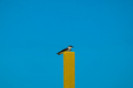 Bird landing on the pole with blue sky background