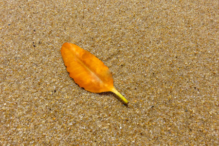 Sheet orange in the sand to the beachの写真素材