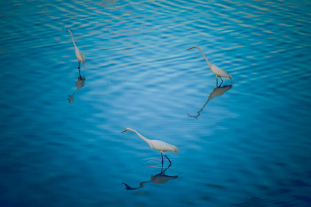 Group of herons in the river looking for foodの写真素材