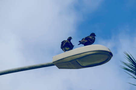 Pigeons resting on the lamp post in the cityの写真素材