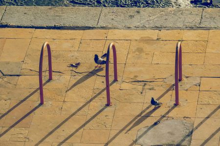 Pigeons walking on the sidewalks of the cityの写真素材