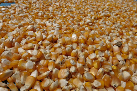 Corn seeds
