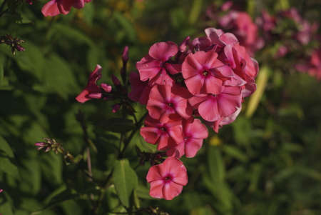 bouquet of pink phlox with water dropsの写真素材