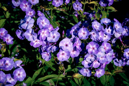 phlox blue lilac in green foliage flowering in the garden