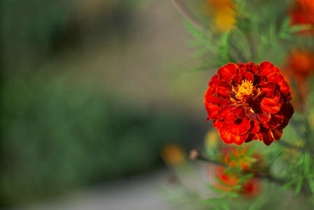 one red calendula flower on a blurred backgroundの写真素材