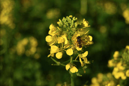 bee on a yellow flower in a summer garden