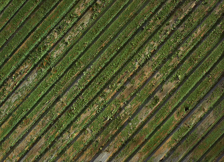 Green wall made of wooden boards as an abstract background textureの写真素材