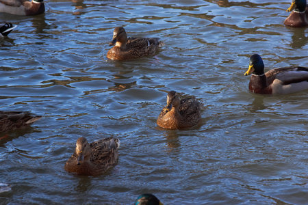 Wild ducks on the water swim on a sunny dayの写真素材