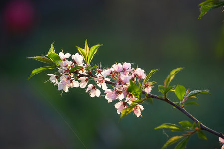 Plum blossom in the spring garden on a blurry backgroundの写真素材