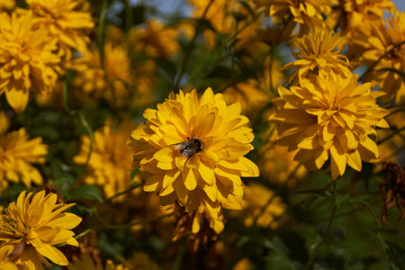 yellow chrysanthemums with a bee on a flowerの写真素材