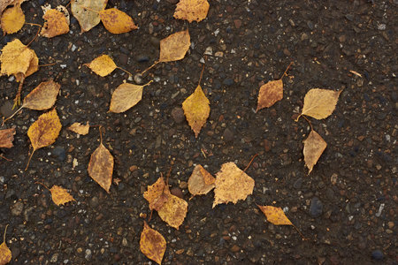 Fallen yellow leaves on the asphaltの写真素材