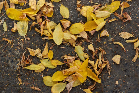 Fallen yellow leaves on the asphaltの写真素材