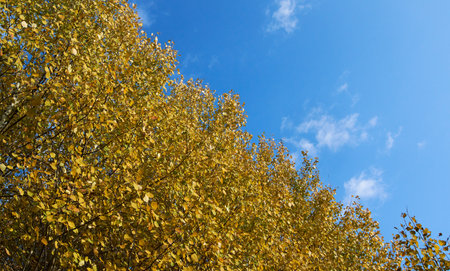 Yellow autumn leaves on treesの写真素材