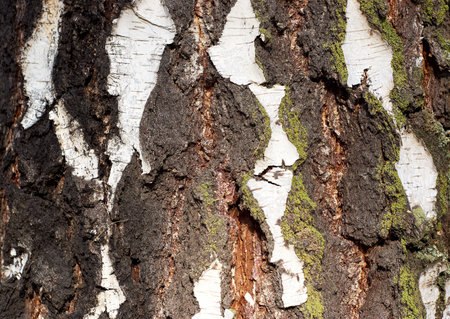 white brown tree bark, birch bark, background, texture