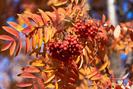 Red rowan berries and bright yellow autumn leaves in autumn