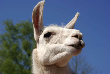Alpaca - head against a blue sky の写真素材