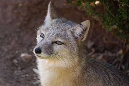 Sitting Foxの写真素材