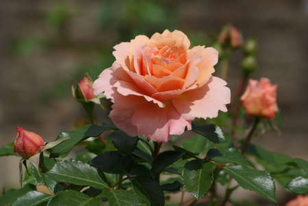 Jagged Roseの写真素材