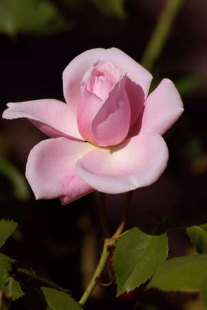 Rosa hybrid teaの写真素材