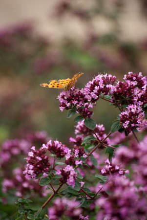 Old foxの写真素材