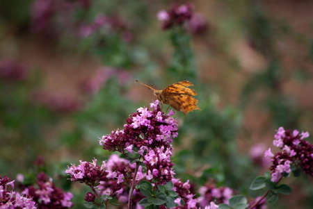 Old foxの写真素材