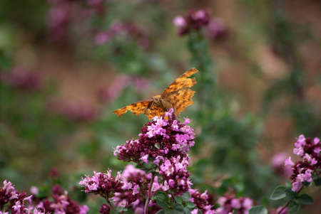 Old foxの写真素材