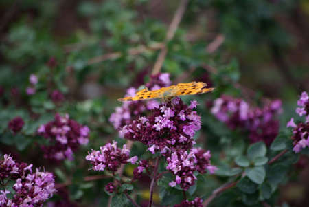 Old foxの写真素材