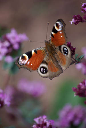 Peacockの写真素材