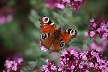 Peacockの写真素材