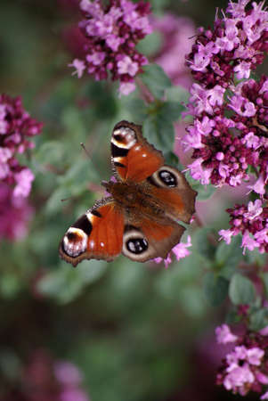 Peacockの写真素材