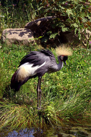 Crowned Craneの写真素材