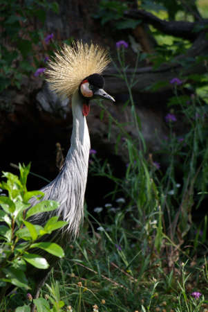 Crowned Craneの写真素材