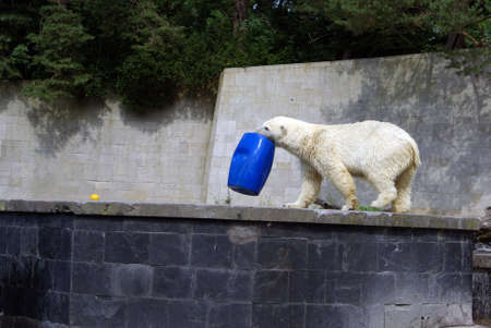 Playing Polar Bearの写真素材