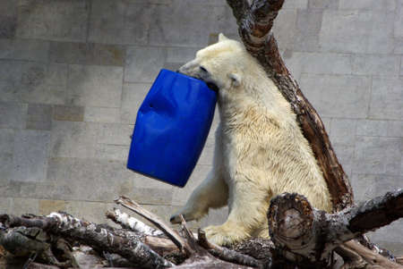 Playing Polar Bearの写真素材