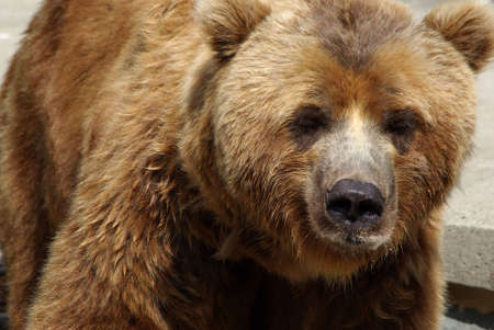 Kodiak brown bearの写真素材