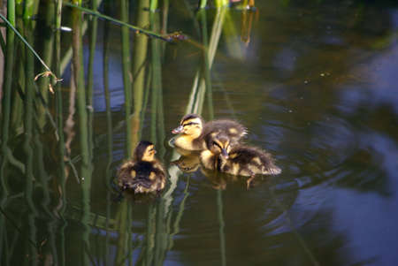 Duck chicks on waterの写真素材