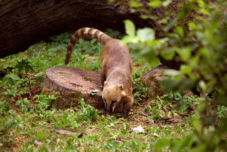 South American coatiの写真素材