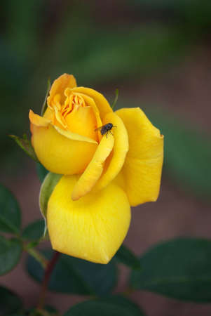 Yellow Roseの写真素材