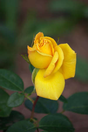 Yellow Roseの写真素材
