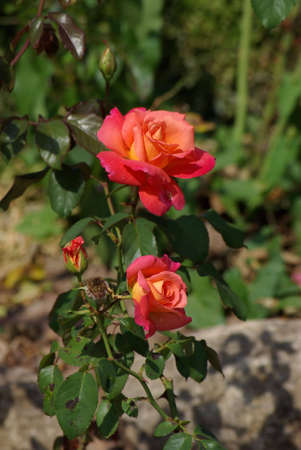 Orange-red hybrid teaの写真素材