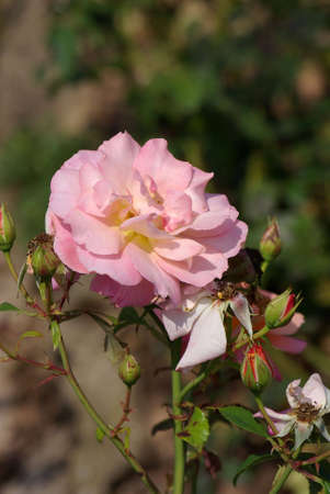 Rosa hybrid teaの写真素材