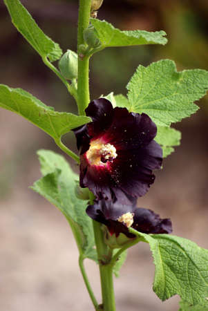 Dark Beautyの写真素材