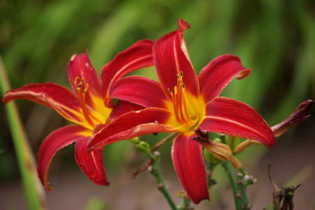 Red Liliesの写真素材