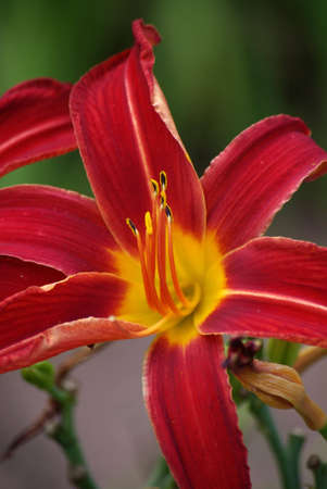 Red Liliesの写真素材