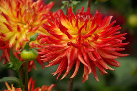 Dalien blossomsの写真素材