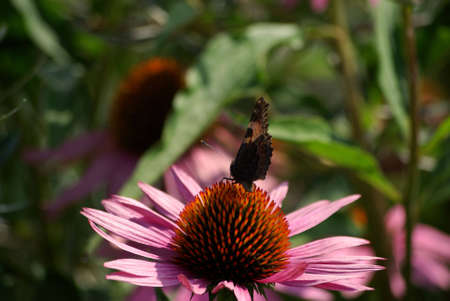 Peacock butterfly - butterfly on flowerの写真素材