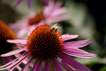 Bee - gather nectar on flowerの写真素材