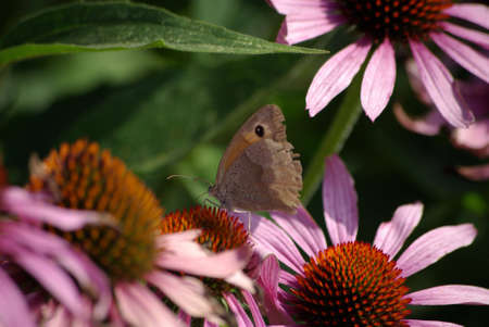 Peacock butterfly - butterfly on flowerの写真素材