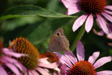 Peacock butterfly - butterfly on flowerの写真素材