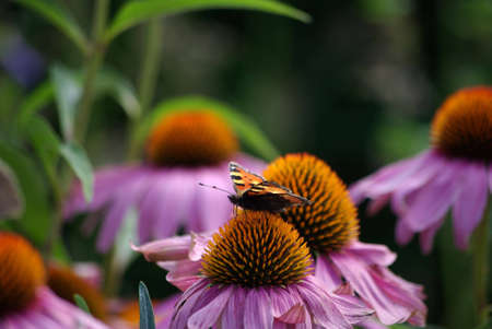 Fox - butterfly on flowerの写真素材